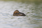 common pochard