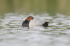 common pochard