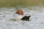 common pochard