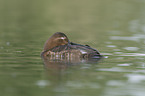 common pochard