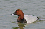 Common Pochard