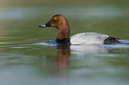 common pochard