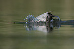 common pochard