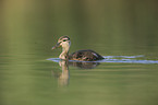 common pochard