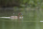 common pochards