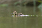 common pochard