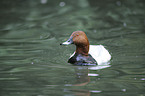 common pochard