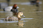 common pochard