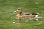 common pochard