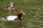 common pochards