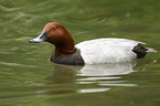 common pochard