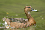 common pochard