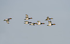 common pochards