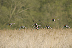 common pochards