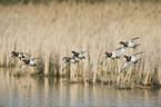 common pochards