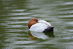 common pochard