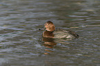 common pochard