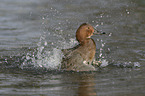 common pochard