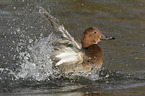 common pochard