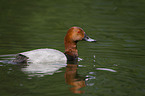 Eurasian pochard