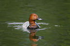 Eurasian pochard