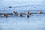 swimming Common Pochards