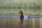 Eurasian pochard