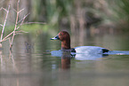 Eurasian pochard