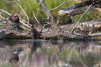 Eurasian pochard