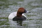 Eurasian pochard