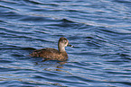 common pochard