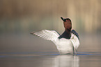 common pochard
