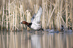 common pochard