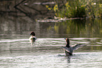 diving duck
