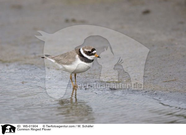 Common Ringed Plover / WS-01904