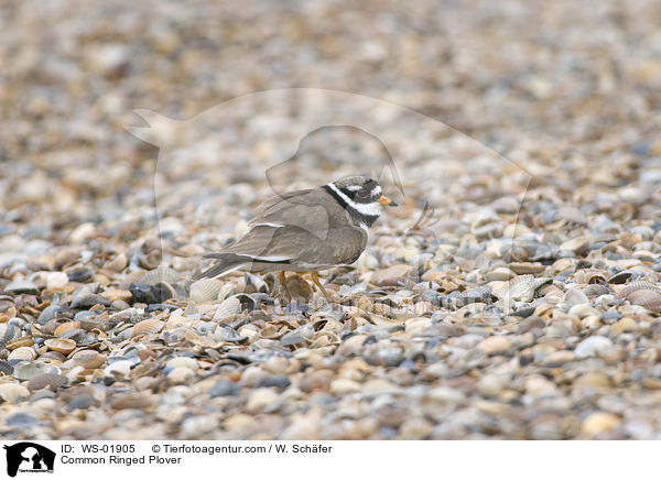 Common Ringed Plover / WS-01905