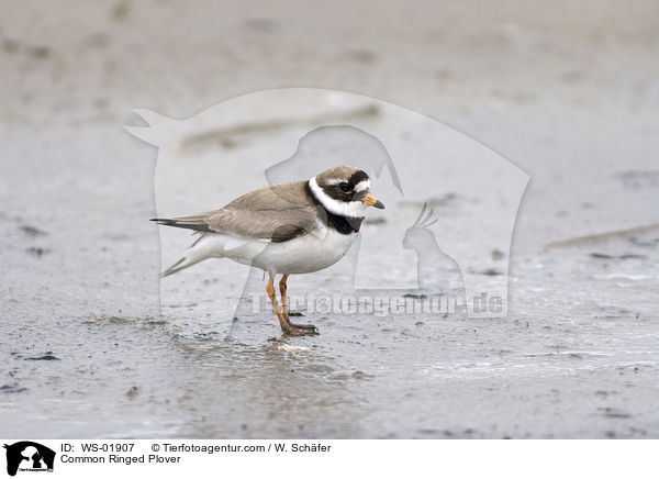 Sandregenpfeifer / Common Ringed Plover / WS-01907