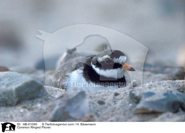 Common Ringed Plover / HB-01090