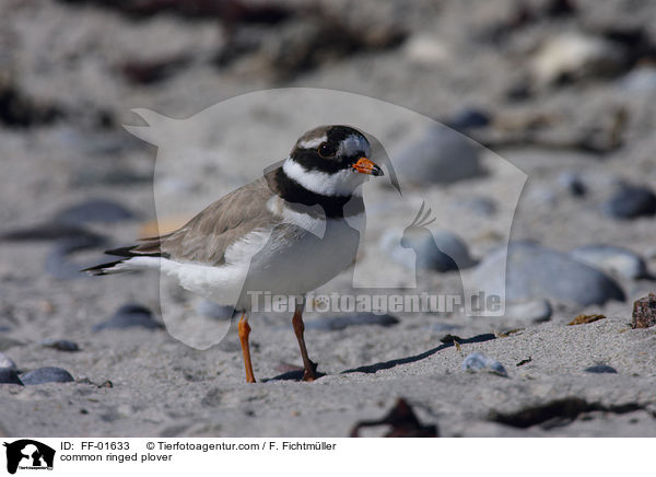 Sandregenpfeifer / common ringed plover / FF-01633