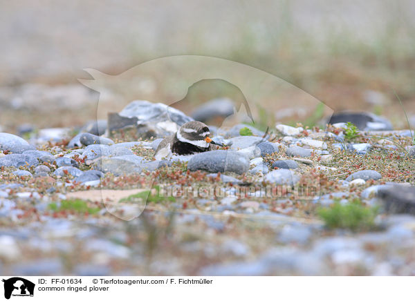 Sandregenpfeifer / common ringed plover / FF-01634