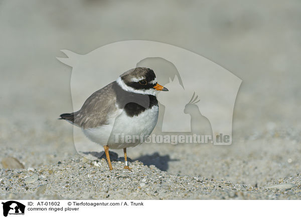 Sandregenpfeifer / common ringed plover / AT-01602