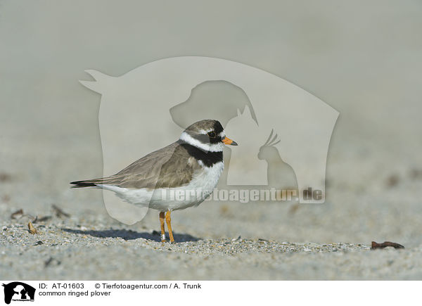 Sandregenpfeifer / common ringed plover / AT-01603
