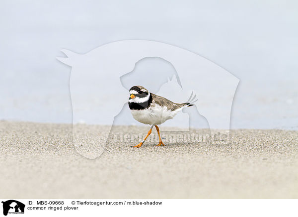 Sandregenpfeifer / common ringed plover / MBS-09668