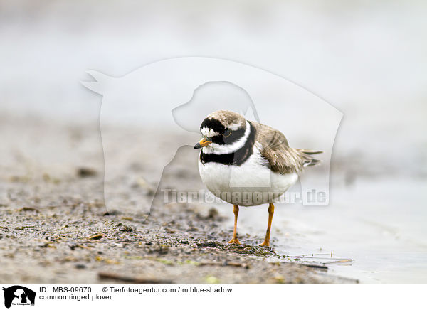 common ringed plover / MBS-09670