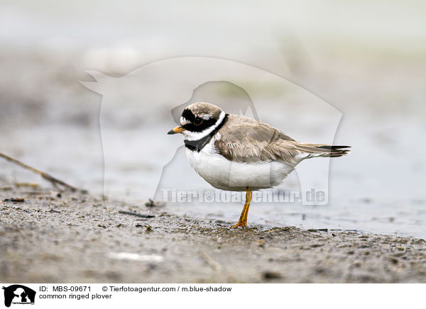 common ringed plover / MBS-09671