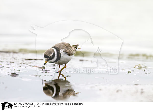 common ringed plover / MBS-09672