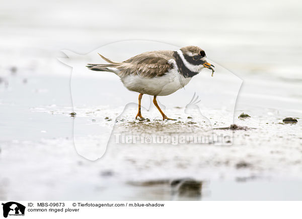 common ringed plover / MBS-09673