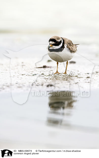 common ringed plover / MBS-09674