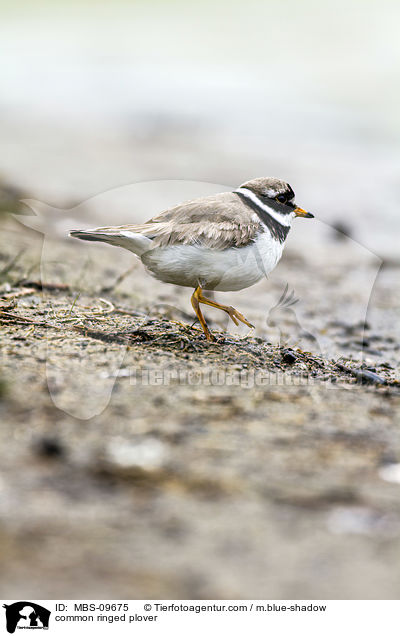 Sandregenpfeifer / common ringed plover / MBS-09675