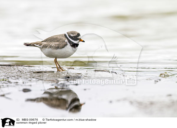 common ringed plover / MBS-09676